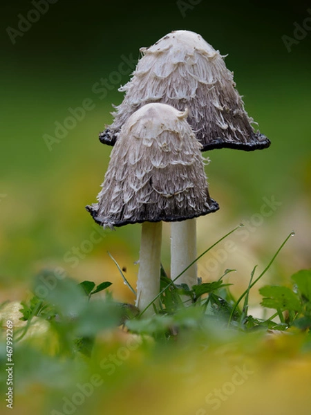 Fototapeta Mushroom Coprinus , Close-up of the cap, gills and black liquid spores of a shaggy ink cap, wild mushroom with the scientific name Coprinus comatus
