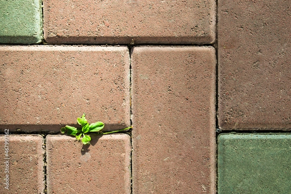 Fototapeta top view of paving slabs of two colors and a green sprout of grass made its way among the seams