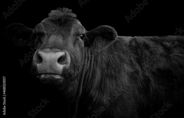 Fototapeta Close-up of a cow looking at camera and isolated on black background