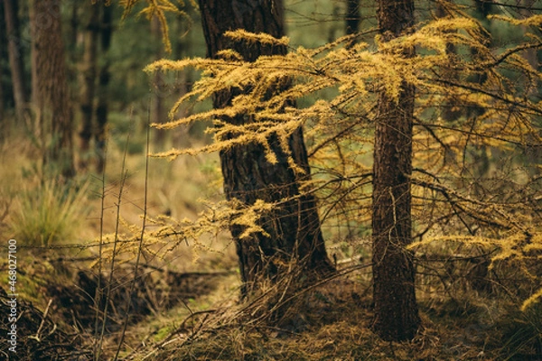 Obraz Herbst im Wald