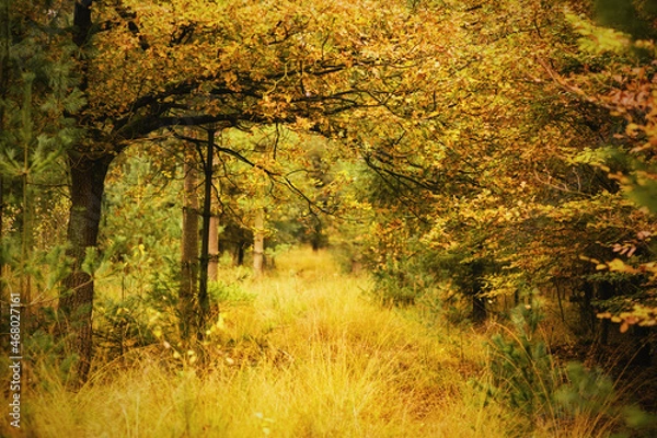 Obraz Herbst im Wald
