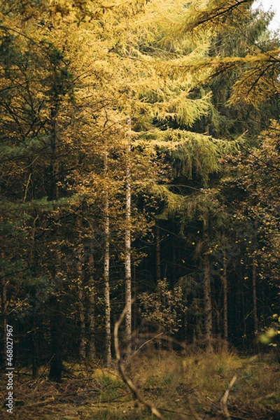 Obraz Herbst im Wald