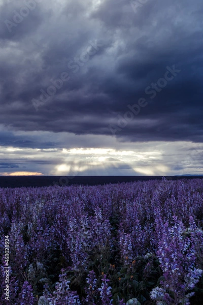 Fototapeta Valensole
