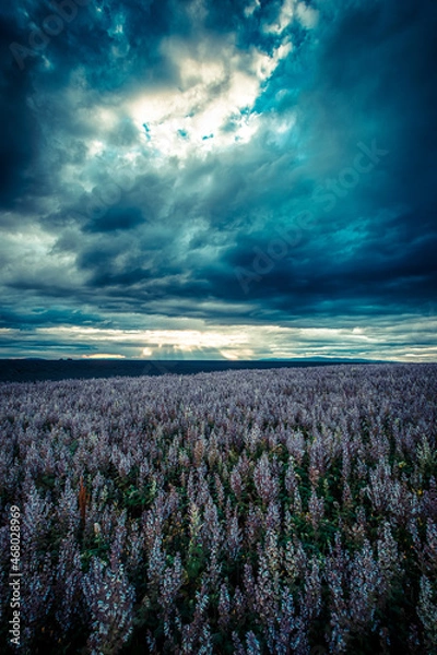 Fototapeta Valensole