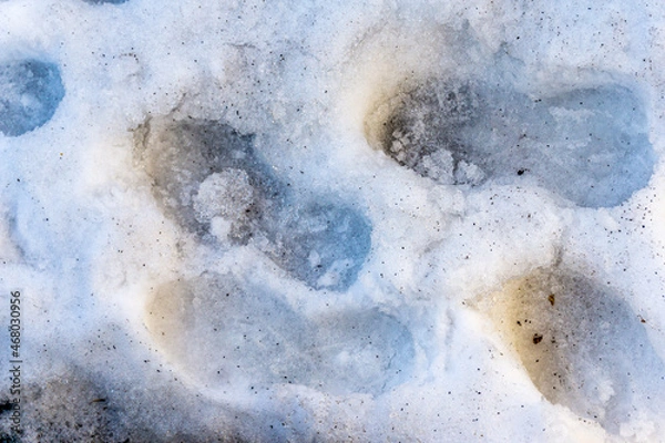 Obraz View from above of footprints from boots in the snow