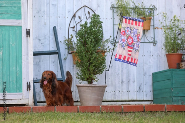 Obraz ダックスフンドと庭
