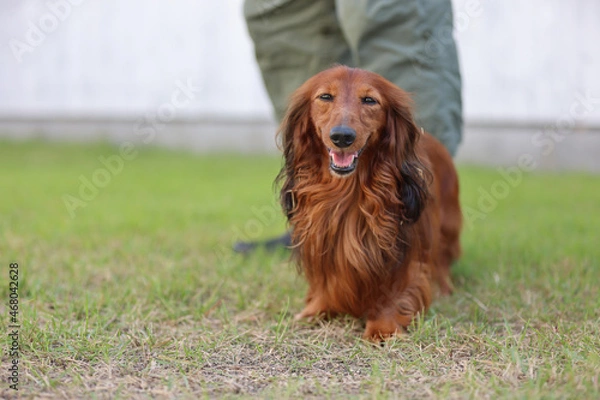 Obraz ダックスフンドと庭
