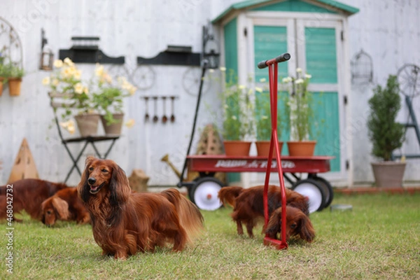 Obraz ダックスフンドと庭
