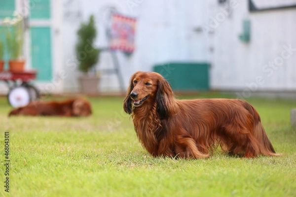 Obraz ダックスフンドと庭
