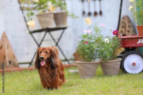 Obraz ダックスフンドと庭
