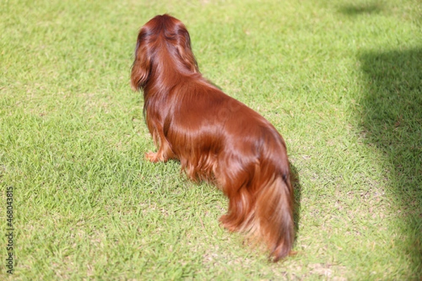 Obraz ダックスフンドと庭
