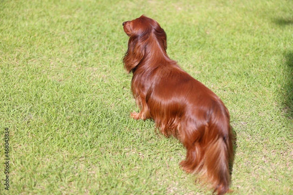 Obraz ダックスフンドと庭
