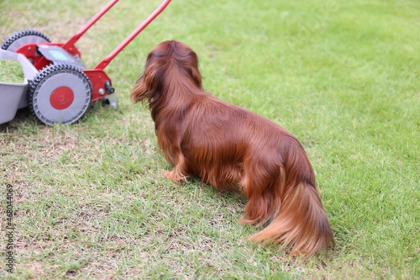 Obraz ダックスフンドと庭
