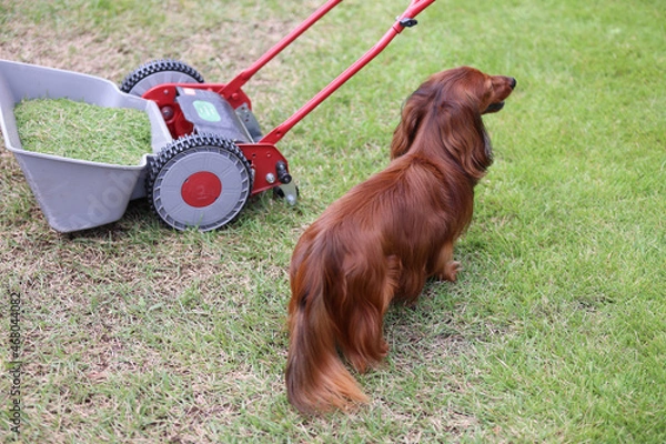 Obraz ダックスフンドと庭
