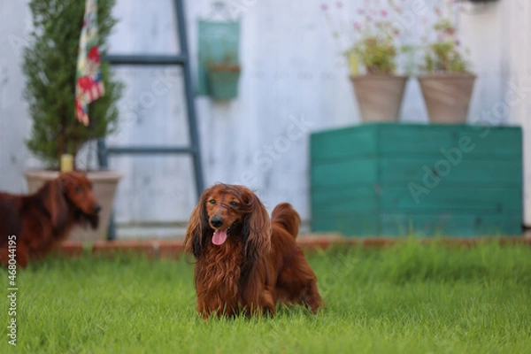 Obraz ダックスフンドと庭
