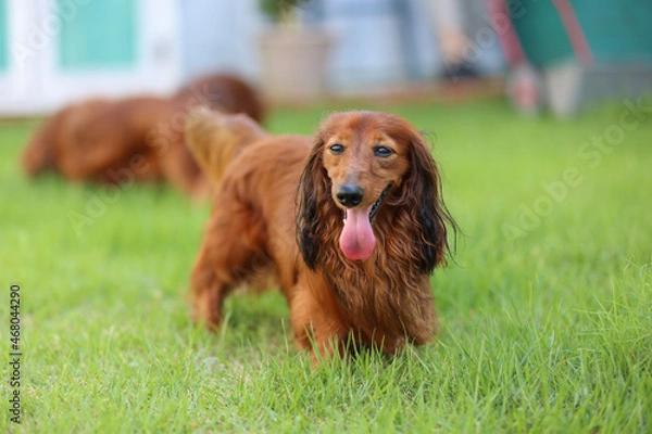 Obraz ダックスフンドと庭
