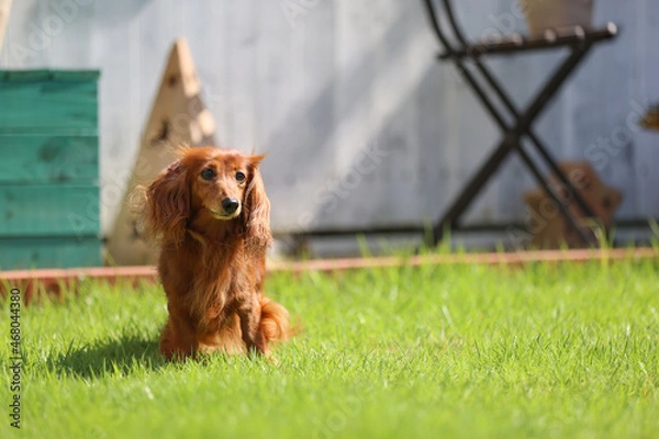 Obraz ダックスフンドと庭
