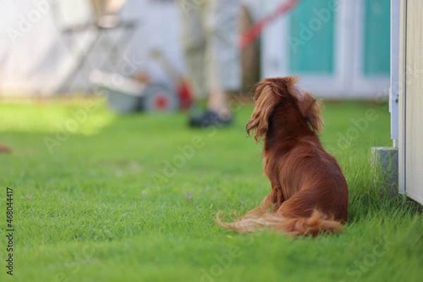 Obraz ダックスフンドと庭
