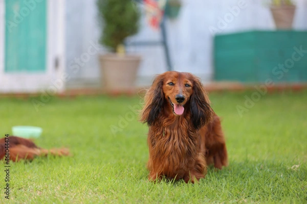 Obraz ダックスフンドと庭
