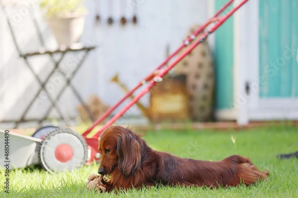 Obraz ダックスフンドと庭
