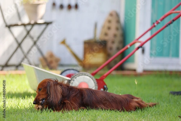 Obraz ダックスフンドと庭
