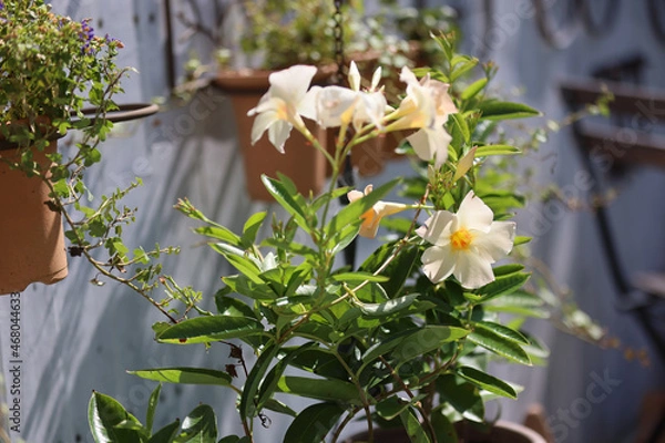 Obraz ダックスフンドと庭
