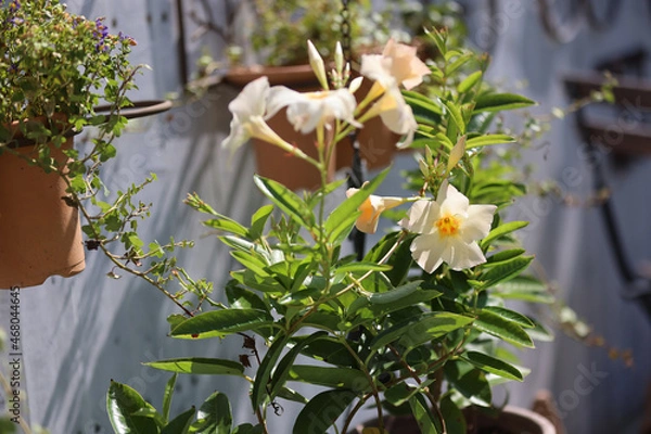 Obraz ダックスフンドと庭
