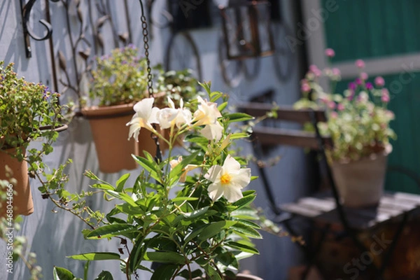 Obraz ダックスフンドと庭
