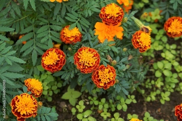 Fototapeta マリーゴールド