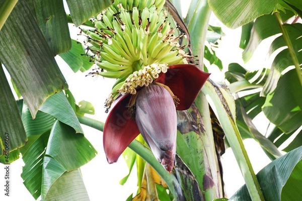 Fototapeta Banana blossoms on a tree in the garden