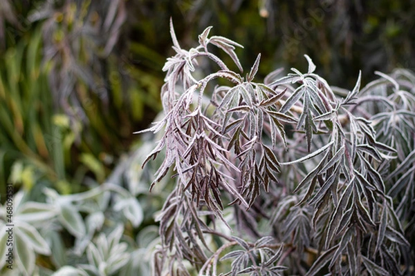 Obraz The Plant With Frost. Autumn english garden.