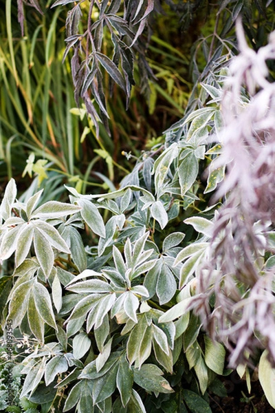 Obraz The Plant With Frost. Autumn english garden.