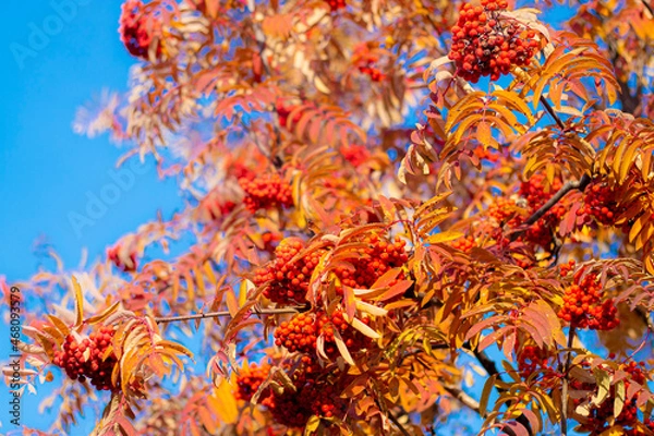 Obraz Mountain ash autumn leaves. Red rowan berries on a blue sky background.