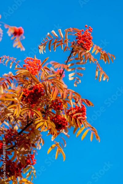 Obraz Mountain ash autumn leaves. Red rowan berries on a blue sky background.