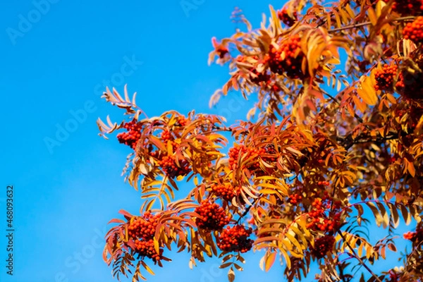 Obraz Mountain ash autumn leaves. Red rowan berries on a blue sky background.