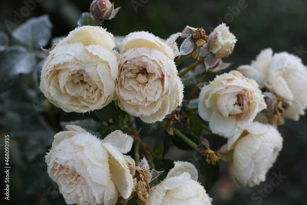 Obraz The Plant With Frost. Roses covered with frost
