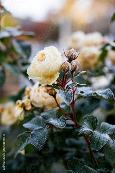 Obraz The Plant With Frost. Roses covered with frost