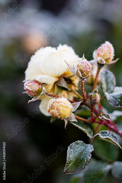 Obraz The Plant With Frost. Roses covered with frost
