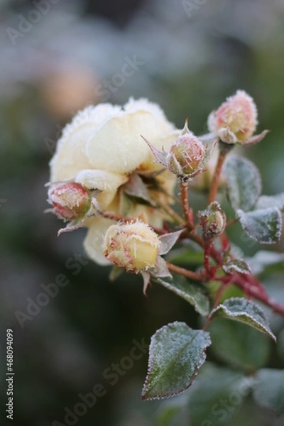 Obraz The Plant With Frost. Roses covered with frost