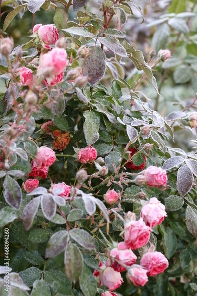 Obraz The Plant With Frost. Roses covered with frost