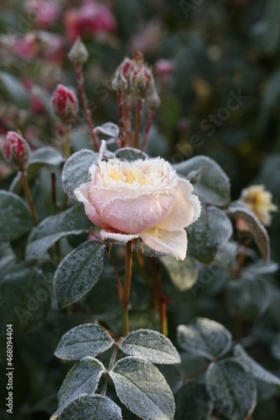 Obraz The Plant With Frost. Roses covered with frost