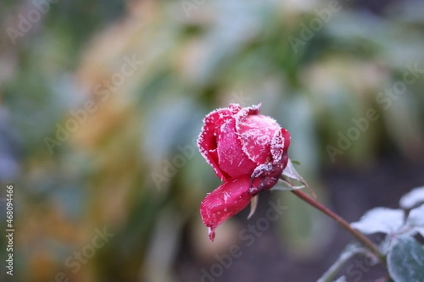 Obraz The Plant With Frost. Roses covered with frost