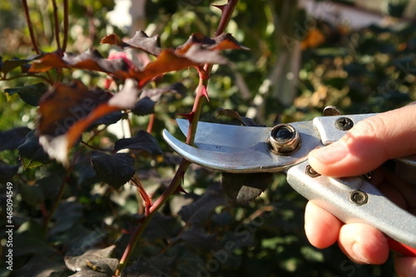 Obraz Pruning branch with secateurs. Garden rose care.
