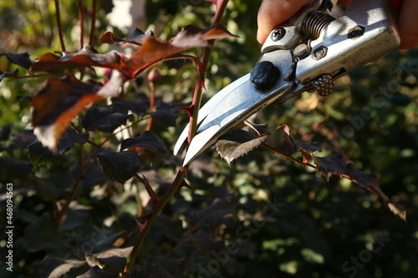 Obraz Pruning branch with secateurs. Garden rose care.