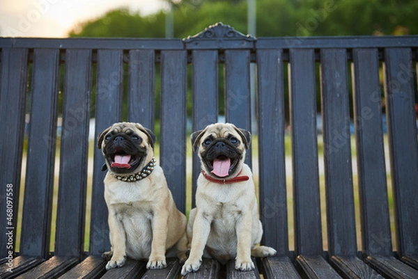 Fototapeta Two pug puppies sit next to each other on a bench in the park