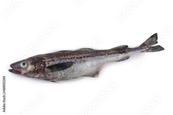 Obraz Pollock isolated on white