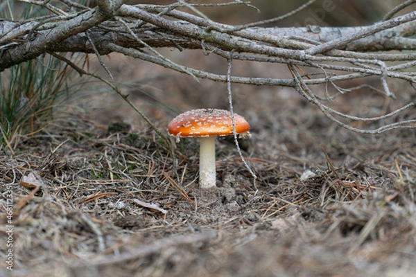 Obraz mushroom in the forest