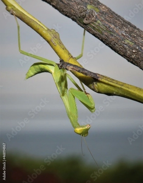 Obraz praying mantis in nature background
