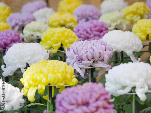 Fototapeta 日本の菊1　大輪の厚物