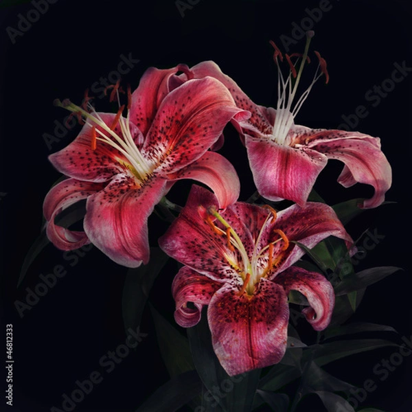 Fototapeta Tiger Lily